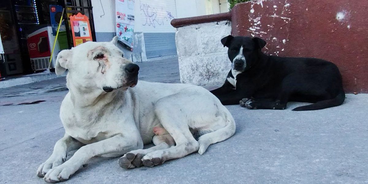 Muertes de perros en Cuerámaro: Dirección de Ecología evita señalar culpables